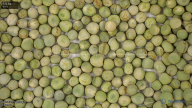 seed
