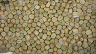 seed