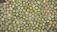 seed