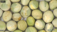 column seed