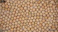 seed