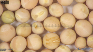 column seed
