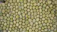 seed