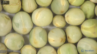 column seed