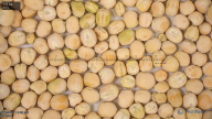 seed