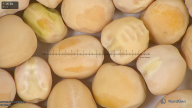 column seed