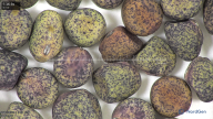 column seed