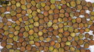 seed