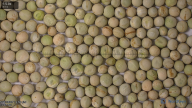 column seed