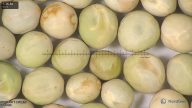 column seed