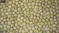 seed