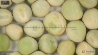 column seed