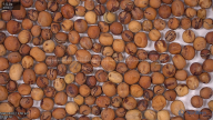 column seed