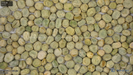 seed