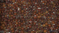 seed