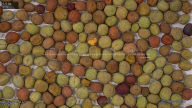seed