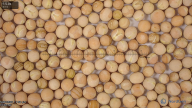 seed