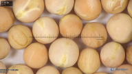 column seed