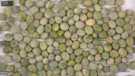 column seed