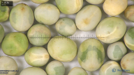 column seed