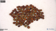 seed