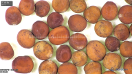 column seed
