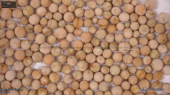 column seed