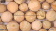 column seed