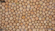 seed