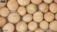 column seed