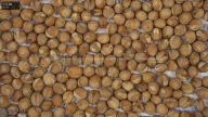 seed