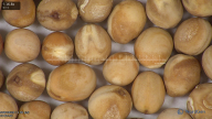 column seed