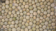seed
