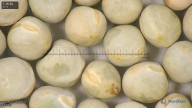 column seed