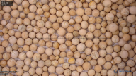 seed