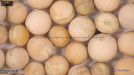 column seed