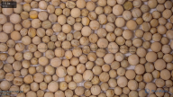 column seed