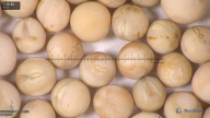 column seed