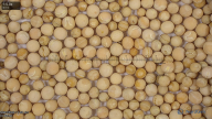 seed