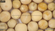 column seed