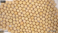 column seed