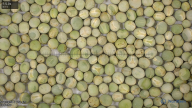 seed