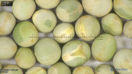 column seed