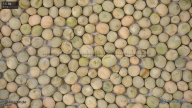 column seed