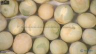column seed