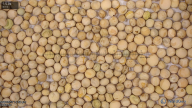 seed