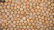 seed