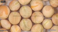 column seed
