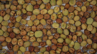 seed