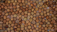seed